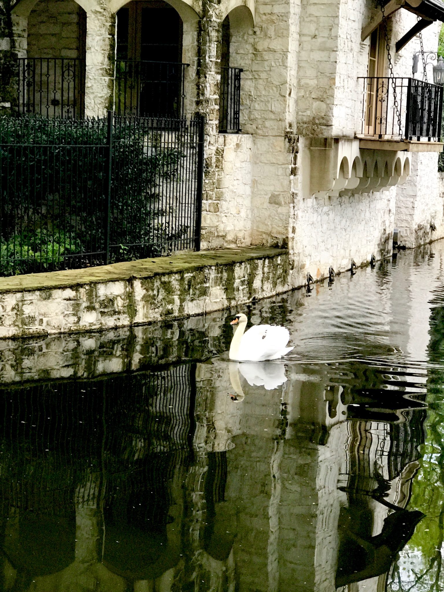 Live Swan Cam Will Show Birth of 7 Baby Cygnets! - Turtle Creek Lane